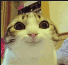 a close up of a cat 's face with a surprised look on its face