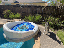 a dog standing in front of a pool with a turtle on it