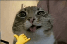 a close up of a cat with its tongue hanging out and a yellow hand behind it .