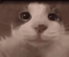 a close up of a cat 's face with a blurred background .