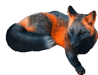 a black and orange fox is laying down on its back
