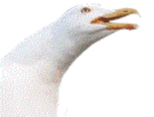 a white seagull with its beak open on a white background