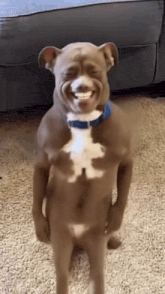 a brown and white dog with a blue collar is standing on the floor and smiling .