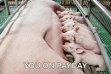 a row of pigs nursing from their mother with the words " you on payday " underneath them