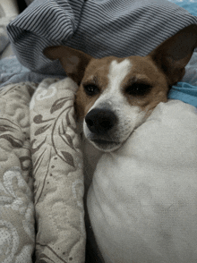 a small brown and white dog is laying on a blanket