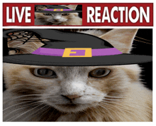 a cat wearing a witch hat with the words live reaction written above it