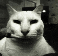 a white cat is smoking a cigarette in a black and white photo