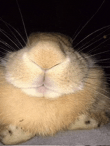 a close up of a rabbit 's face with its mouth open .