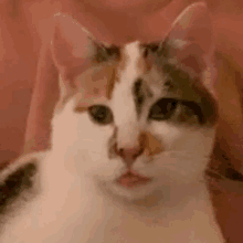 a calico cat is laying on a pink blanket looking at the camera .