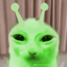 a cat with green eyes and antennas on its head is looking at the camera .