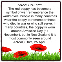 a poster that says anzac poppy the red poppy has become a symbol of war