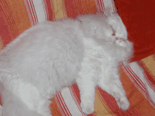 a fluffy white cat laying on a striped blanket with its eyes closed