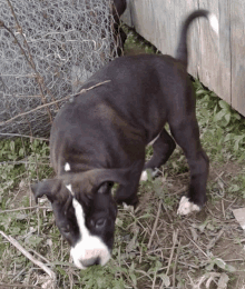 a black and white puppy standing in the grass