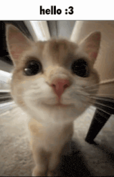 a close up of a cat 's face with the words hello 3 below it