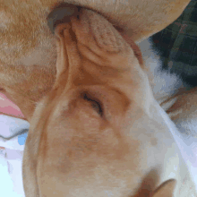 a close up of a dog licking another dog