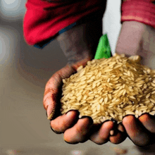 a person holds a pile of brown rice in their hands