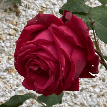 a close up of a red rose against a white background