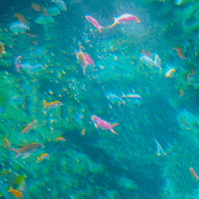 a bunch of fish are swimming in the ocean