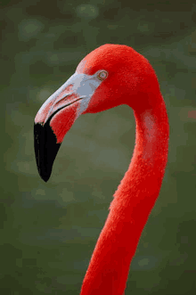 a close up of a flamingo 's head and neck .