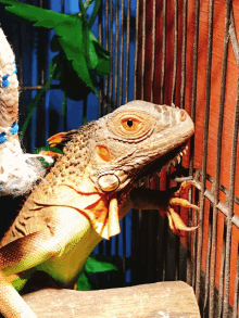 a lizard in a cage with a rope around its neck