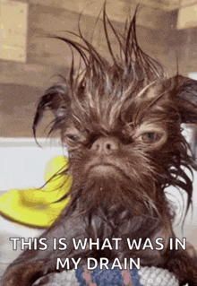 a picture of a wet dog with a caption that says this is what was in my drain