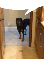 a dog standing in a doorway with a speech bubble behind it