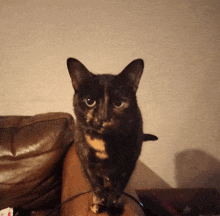 a cat is sitting on a brown leather couch and looking at the camera