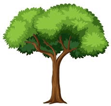 a tree with green leaves and a brown trunk on a white background .
