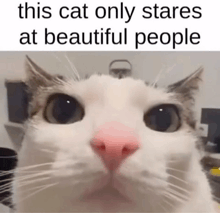 a white cat with a pink nose is looking at the camera with the caption this cat only stares at beautiful people .