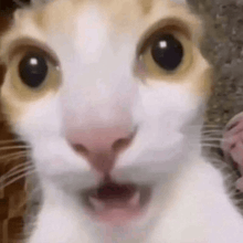 a close up of a cat with its mouth open and a surprised look on its face .