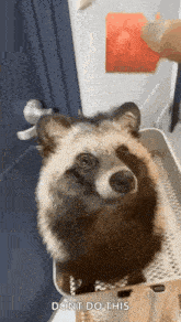 a raccoon is sitting in a crate and looking up at the camera .