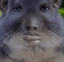 a close up of a chinchilla 's face with a beard