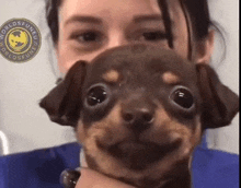 a woman is holding a small brown dog in her arms and it is smiling .