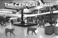 a black and white photo of a mall with the words the caracal mall