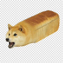 a dog that looks like a loaf of bread with its mouth wide open