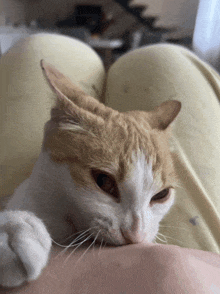 a close up of a cat laying on a person 's lap