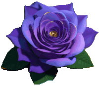 a close up of a purple rose with green leaves on a white background