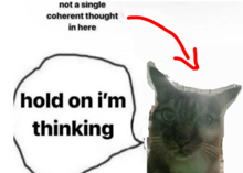 a cat with a speech bubble that says hold on i 'm thinking