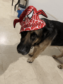 a dog wearing a red hat that says spiderman on it