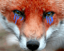 a close up of a fox 's face with blue tears coming out of it 's eyes