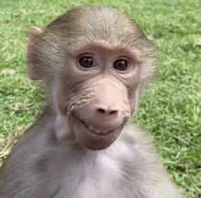 a close up of a monkey 's face with a smile on it 's face