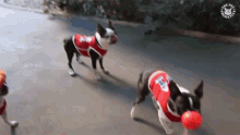 three boston terriers are playing with a ball and one of them is wearing a jersey that says boston terrier on it