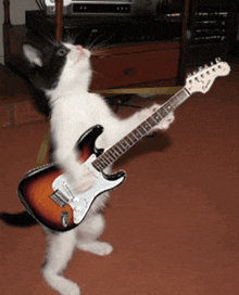 a black and white cat is playing a fender electric guitar