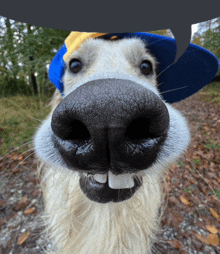 a close up of a dog 's nose with a hat on