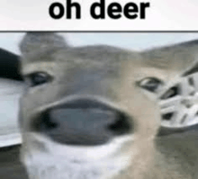 a close up of a deer 's face with the words `` oh deer '' written on it .