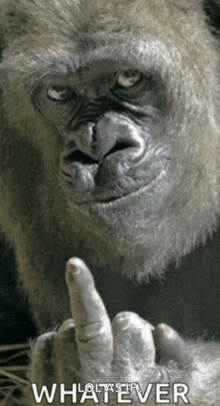 a picture of a gorilla giving the middle finger with the words whatever below it