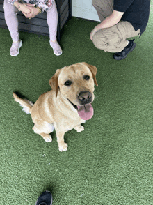 a dog with its tongue hanging out is sitting on a green carpet