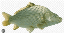 a fish with a white background and a picture of a fish in the upper right corner