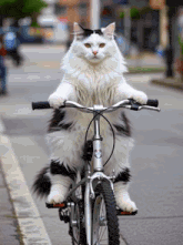 a black and white cat is riding a bike with a sticker on the front that says ' schwalbe '
