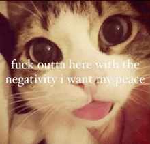 a close up of a cat with the words " fuck outta here with the negativity i want my peace " below it